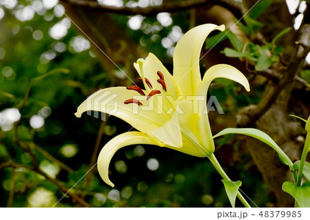 三鷹中原に咲く黄色いユリの花 48379985