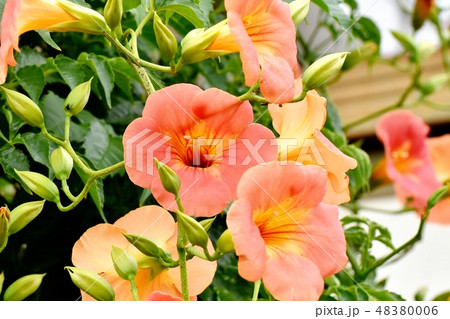 三鷹中原に咲くオレンジのノウゼンカズラ 48380006