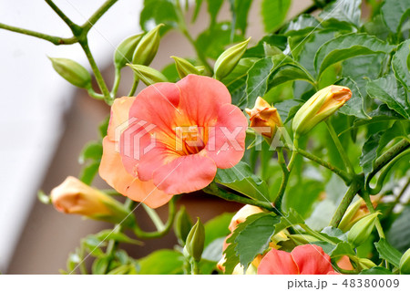 三鷹中原に咲くオレンジのノウゼンカズラ 48380009
