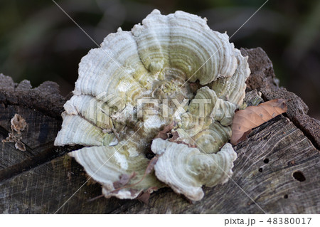 カイガラタケ 48380017
