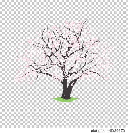 日本の花のイラスト 一本の桜の木 のイラスト素材