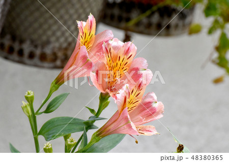 三鷹中原に咲くオレンジのアルストロメリア 三鷹中原に咲くオレンジのアルストロメリア 48380365