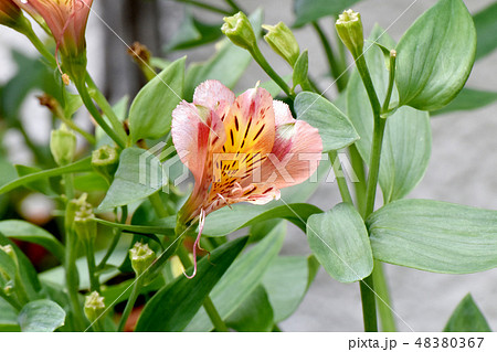 三鷹中原に咲くオレンジのアルストロメリア 48380367