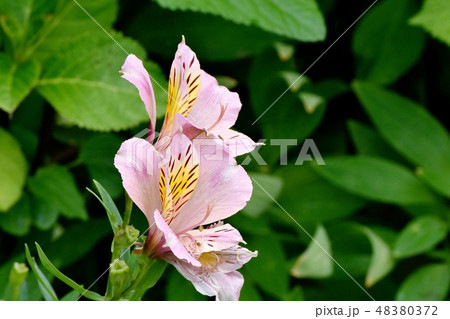 三鷹中原に咲くピンクのアルストロメリア 三鷹中原に咲くピンクのアルストロメリア 48380372