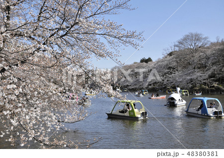 井の頭公園 井の頭公園 48380381