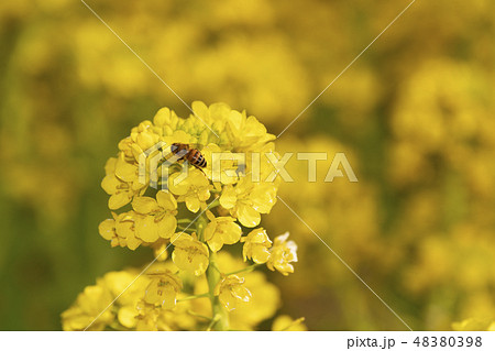 菜の花とミツバチ 菜の花とミツバチ 48380398
