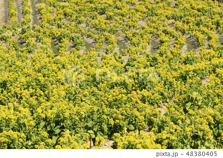 菜の花畑 菜の花畑 48380405