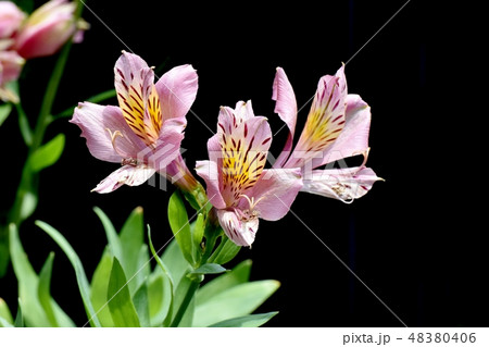 三鷹中原に咲くピンクのアルストロメリア 三鷹中原に咲くピンクのアルストロメリア 48380406