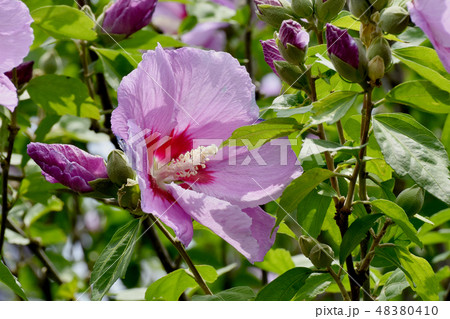 三鷹中原に咲くピンクのムクゲの花 三鷹中原に咲くピンクのムクゲの花 48380410