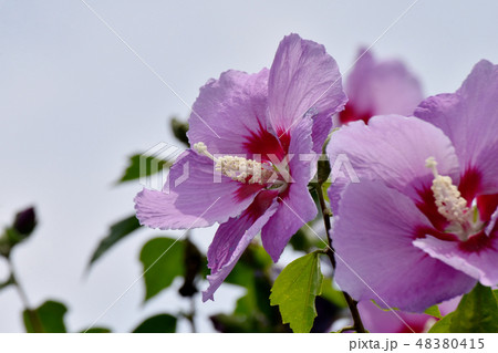三鷹中原に咲くピンクのムクゲの花 48380415