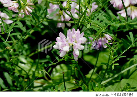 三鷹中原に咲く薄いピンクのクラウンベッチ（タマサキクサフジ） 48380494