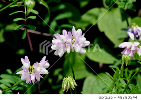 三鷹中原に咲く薄いピンクのクラウンベッチ（タマサキクサフジ） 48380544