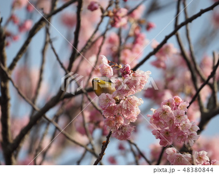 椿寒桜・メジロ 48380844