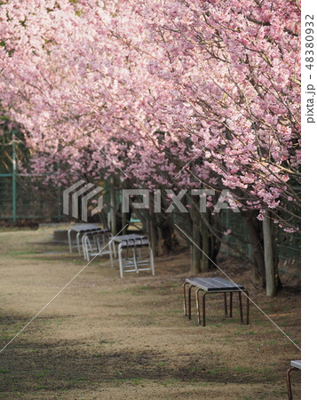 寒桜・グラウンド 寒桜・グラウンド 48380932