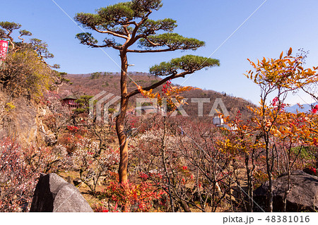 山梨県甲府市 不老園 山梨県甲府市 不老園 48381016