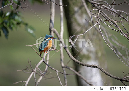 野鳥 48381566