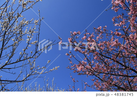 河津桜 河津桜 48381745