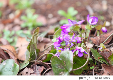 オオミスミソウの花 48381805