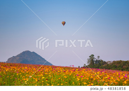 Balloon on blue sky over beautiful flower garden Balloon on blue sky over beautiful flower garden 48381858