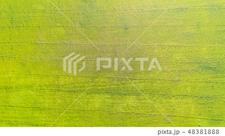 Aerial top view of the green rice fields Aerial top view of the green rice fields 48381888