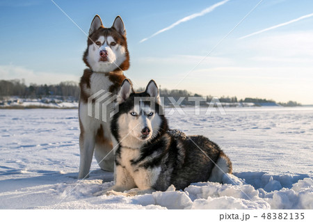 Portrait of two amazing husky dogs Portrait of two amazing husky dogs 48382135