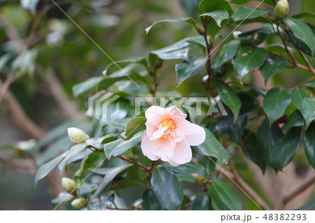 ツバキの花　天津乙女 48382293