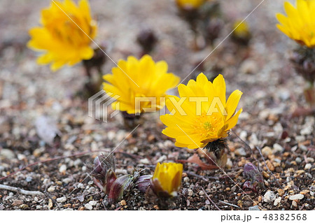 フクジュソウの花 フクジュソウの花 48382568
