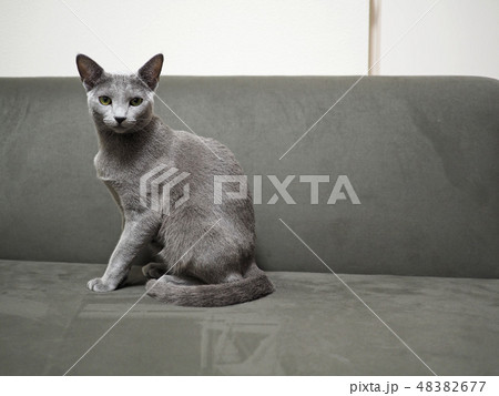 睨みをきかせる猫の写真素材 4677