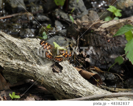 サカハチチョウ ( 2018年5月春 福井県大野市 ) 48382837