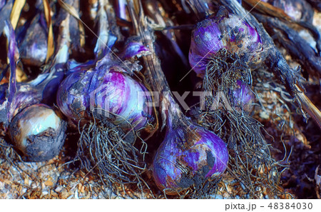 garlic harvest on the ground garlic harvest on the ground 48384030