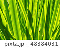 iris leaves in sunshine 48384031