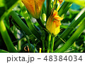 zucchini flower in the sunlight 48384034