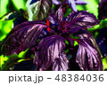 basil leaves in the sunlight 48384036