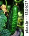 prickly cucumber in the sunlight 48384037
