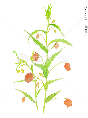 Sandersonia aurantiaca サンダーソニア 48384571