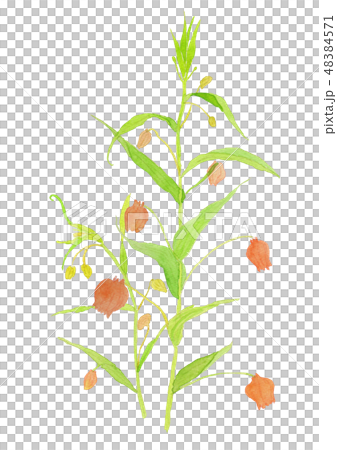 Sandersonia aurantiaca Thunder sonia 48384571