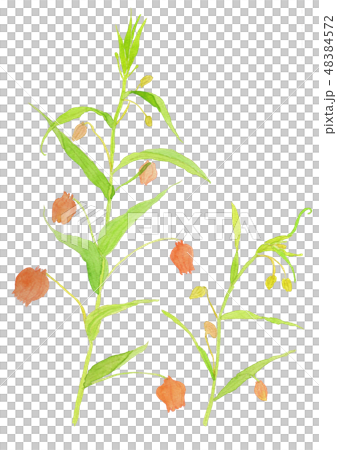 Sandersonia aurantiaca Thunder sonia 48384572