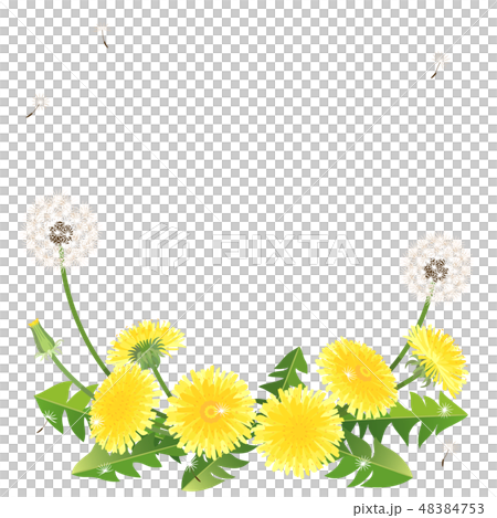 たんぽぽの四角フレーム ホワイト 綿毛のイラスト素材