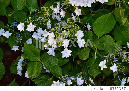 白い八重咲の装飾花を付けたアジサイを撮影した写真 白い八重咲の装飾花を付けたアジサイを撮影した写真 48385327