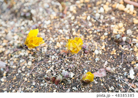 フクジュソウの花 48385385