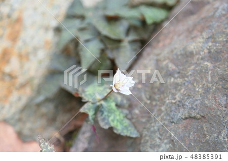 ユキワリイチゲの花 48385391