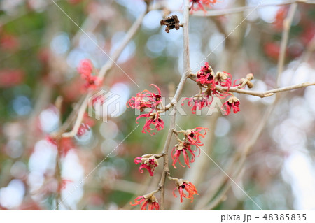 紅花万作の花の写真素材 4855