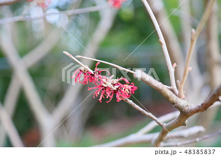 紅花万作の花 紅花万作の花 48385837