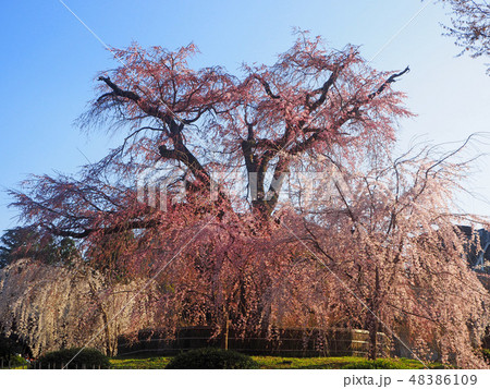京都・円山公園・祇園しだれ 48386109