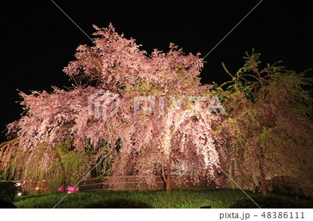京都 円山公園 祇園しだれ ライトアップの写真素材