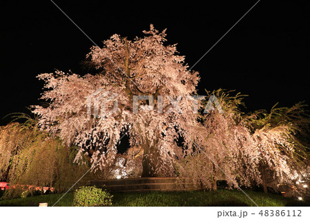 京都・円山公園・祇園しだれ・ライトアップ 48386112