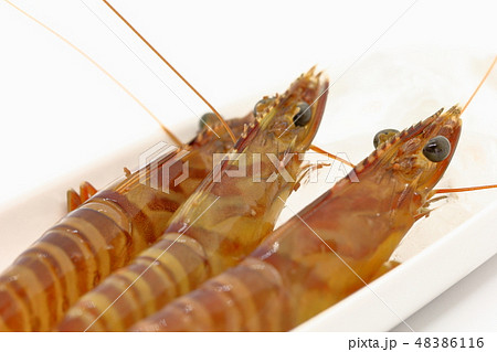 自宅での調理前のおがくずの付いた刺身用 養殖の車海老 の写真素材