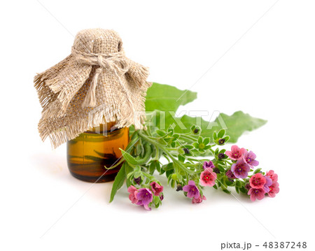 Lungwort medicinal (Pulmonaria officinalis). 48387248