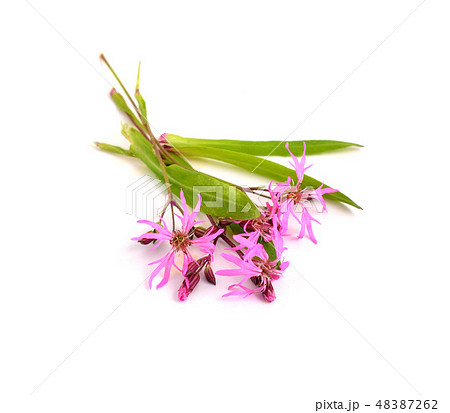 Lychnis flos-cuculi, commonly called Ragged-Robin. 48387262