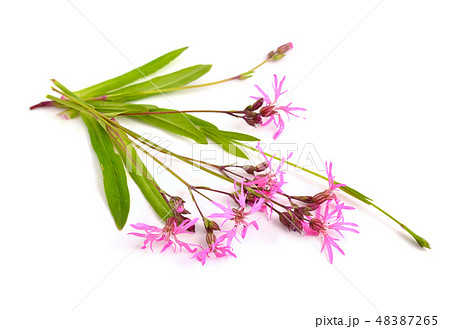 Lychnis flos-cuculi, commonly called Ragged-Robin 48387265
